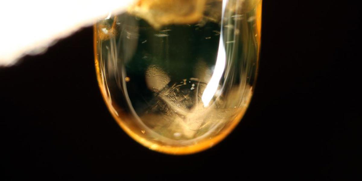 les différentes résines de cannabis 9