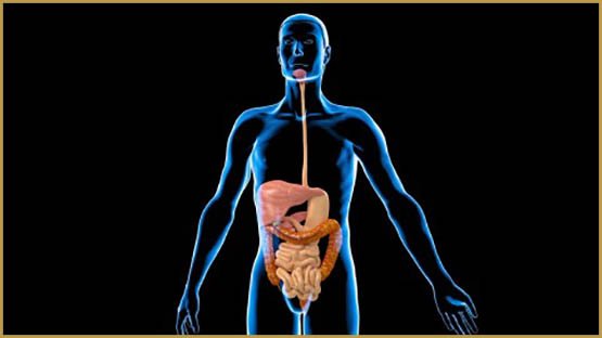 Les piments et le cannabis réduisent l'inflammation de l'estomac