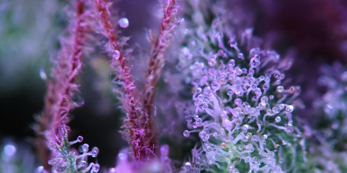les trichomes du cannabis 14