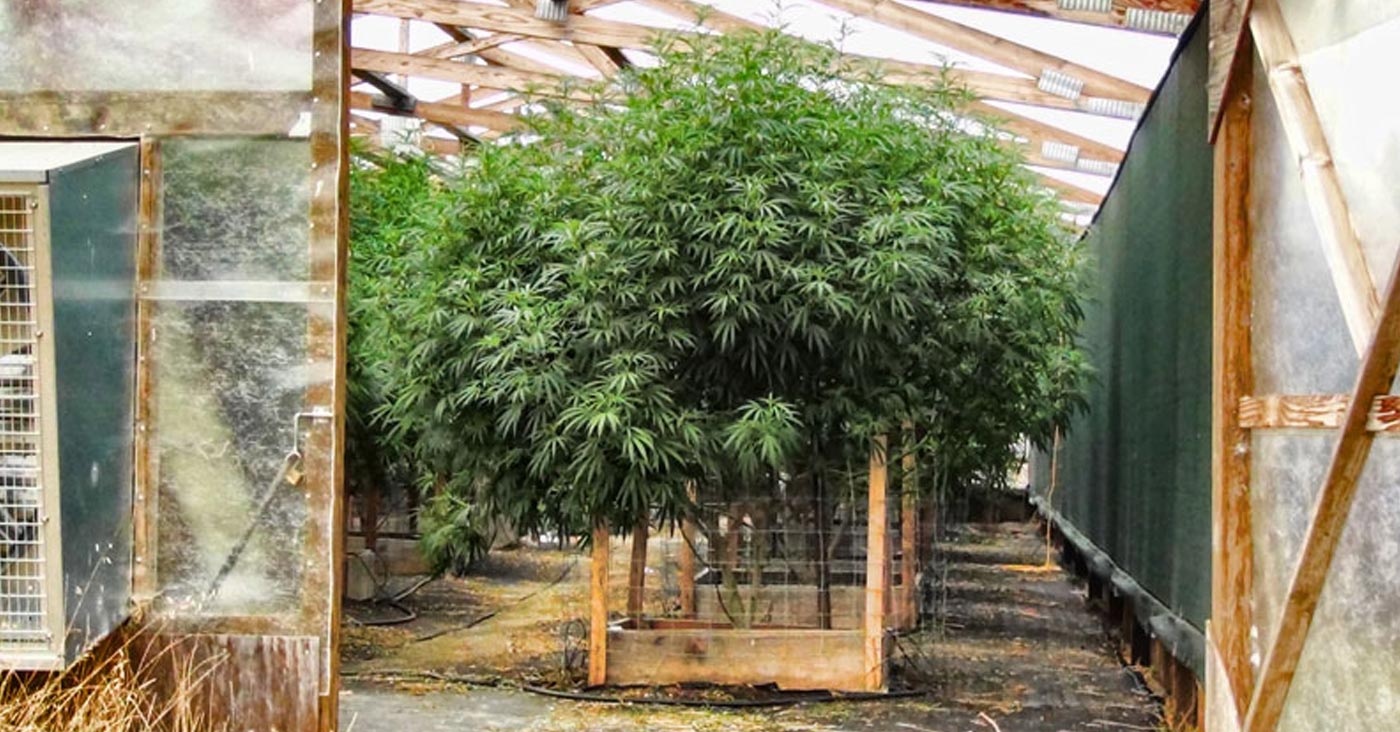 optimiser la taille du cannabis 12