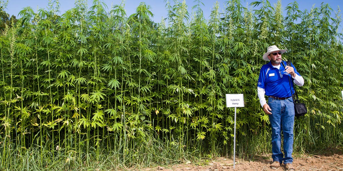 washington vers la culture du chanvre sans licence 4