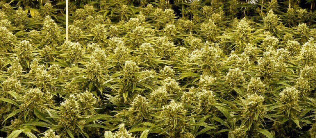 4 bonnes raisons de développer la méthode sog et 1 inconvénient 5