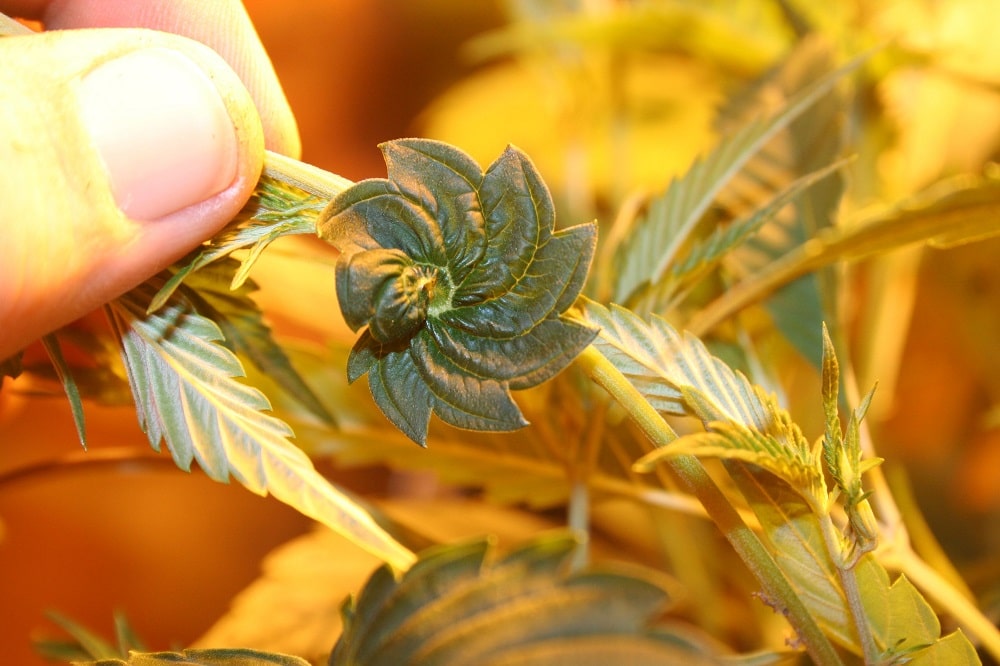 8 mutations génétiques de cannabis 12