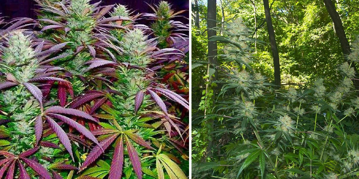 comment choisir entre la culture en intérieur ou extérieur 11