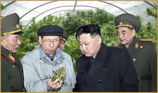 chanvre,militaire,Kim Jong,carburant biologique,Corée du Nord