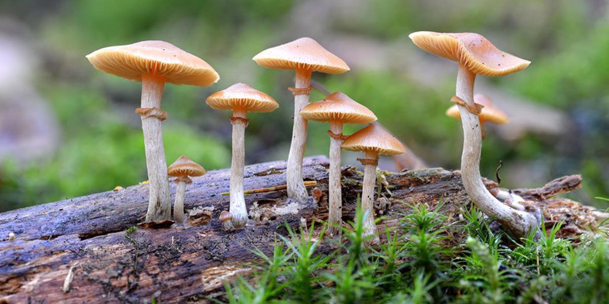 le champignon est le stupéfiant récréatif le plus sûr 8