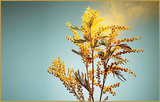 printemps,allergies,allergies de printemps,allergie de printemps et homeopathie,allergies printemps que faire,allergies printemps huiles essentielles,allergies printemps 2021,allergies printemps chien,allergies printemps fievre,allergies traitement cannabis,allergies traitement,allergies traitement homéopathique,traitement allergies pollen,traitement allergies saisonnières,traitement allergies chat,allergie traitement urgence,traitement allergies acariens,traitement allergies graminées,allergie traitement cortisone