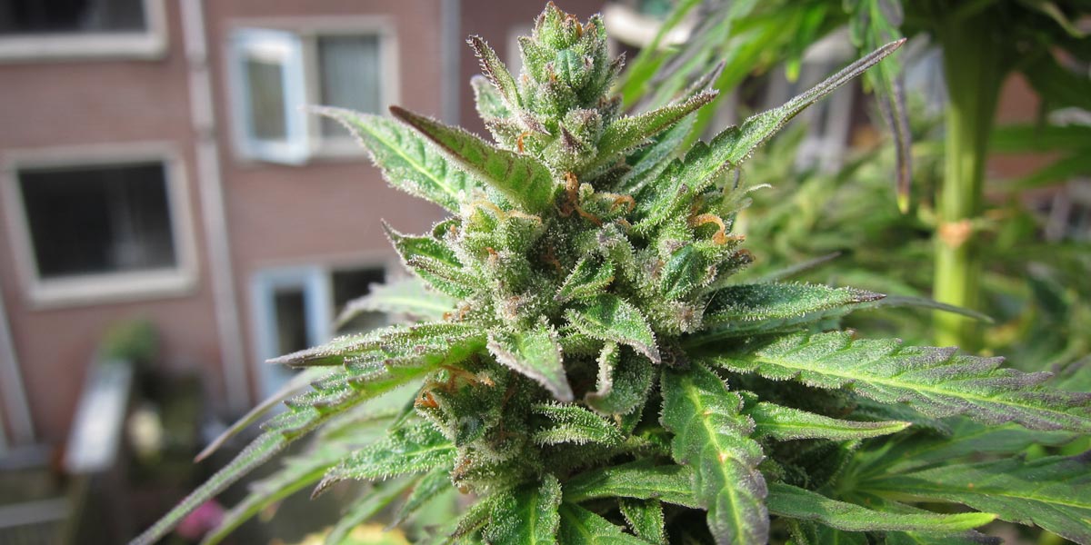 auto floraison l évolution d une génétique attractive 7