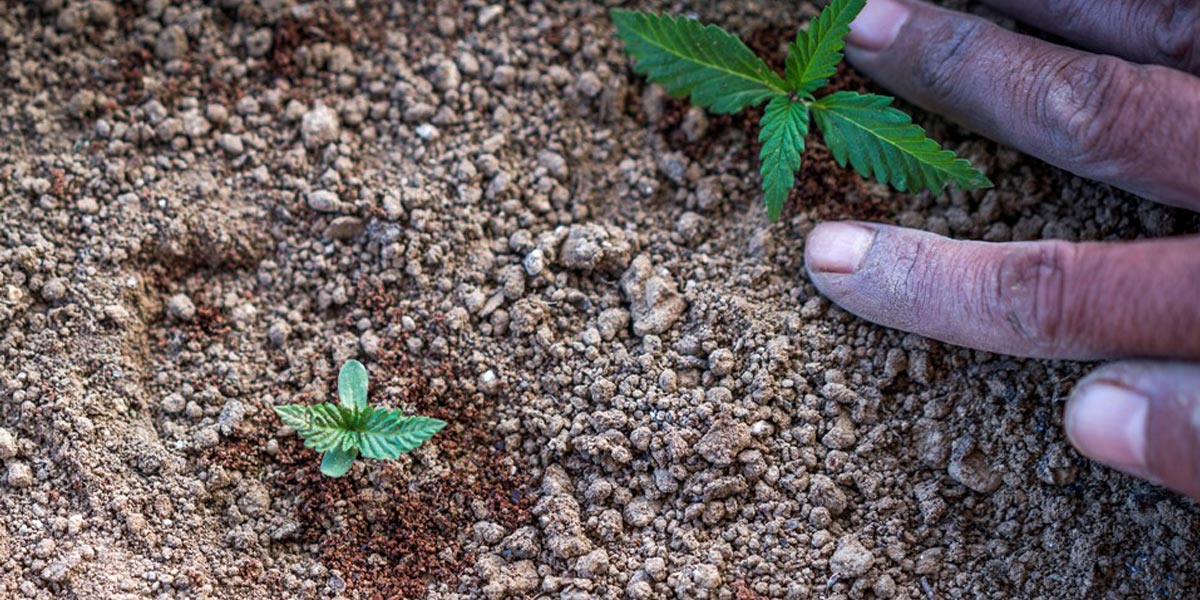 construire un sol organique parfait pour le cannabis 7