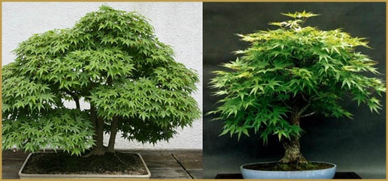 Culture d'un bonsaï de cannabis