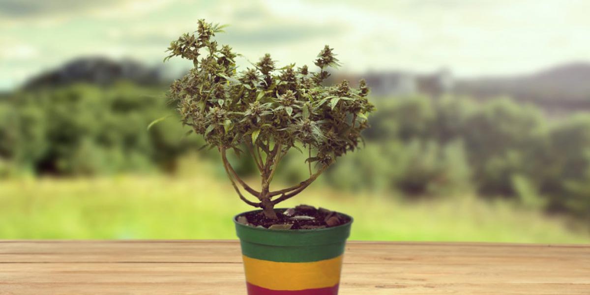 culture d un bonsaï cannabique 6