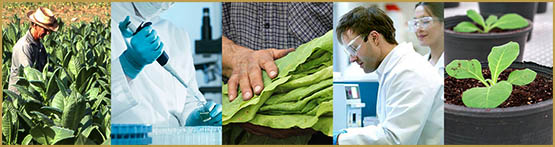 Du tabac natif pour cesser de fumer, et du cannabis sans THC