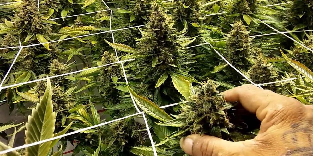 guide de la méthode scrog 20