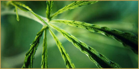 L'utilisation du cannabis dépend de votre ADN