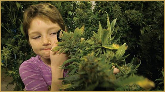 La combinaison cannabinoïdes et chimiothérapie contre la leucémie