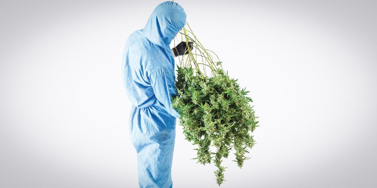 la dose optimale de thc pour ressentir un high 7