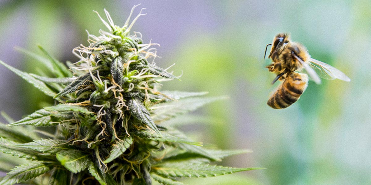 la sauvegarde des abeilles par le cannabis 10