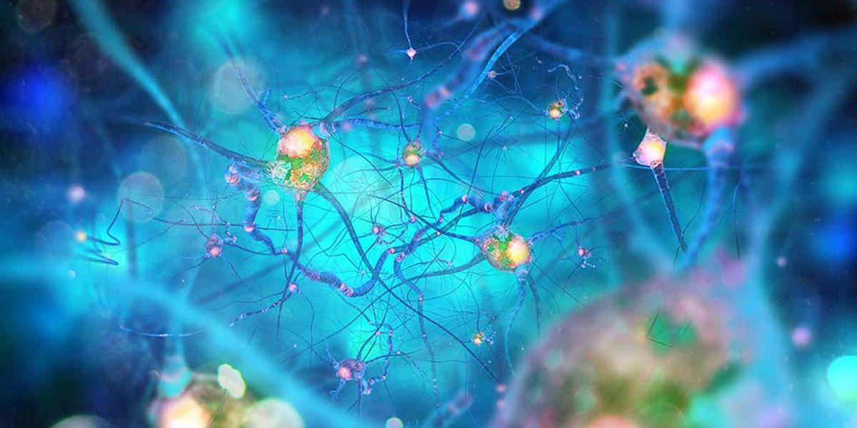 le 2 ag le cannabinoïde du corps 7