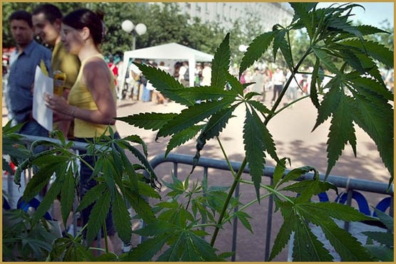 non incrimination,France,Prison,dépénalisation,contraventionnalisation