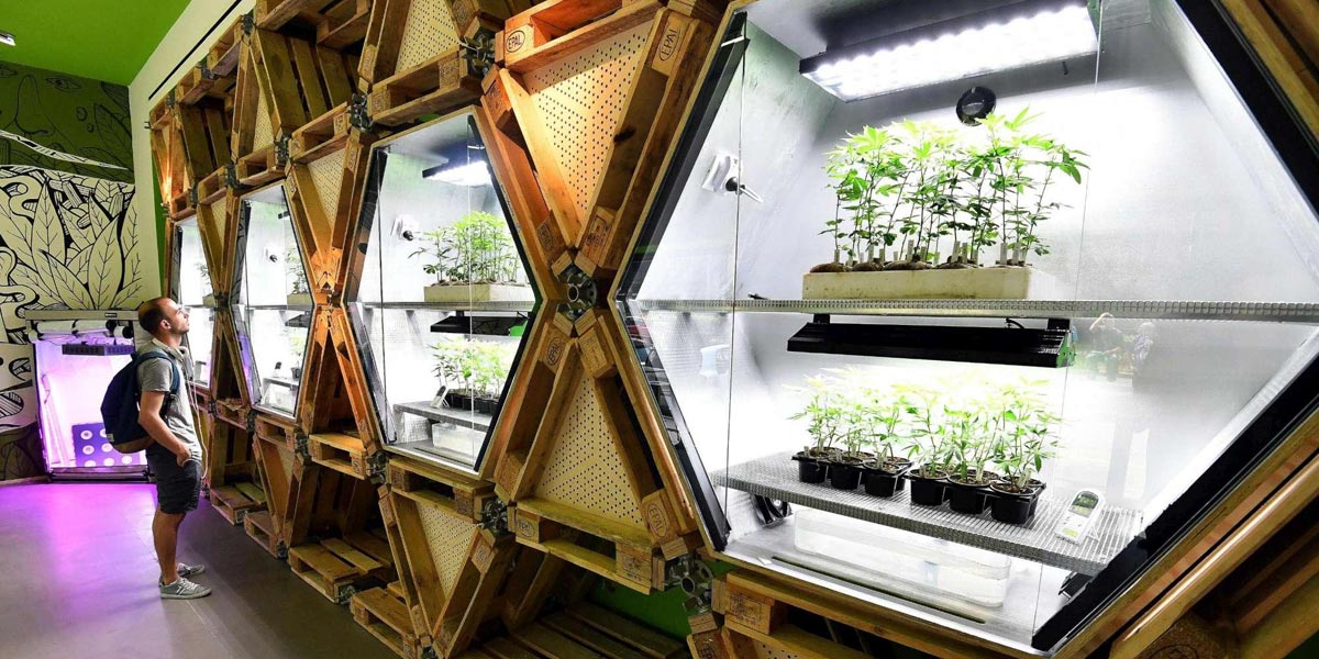 ouverture en italie du premier magasin cannabique