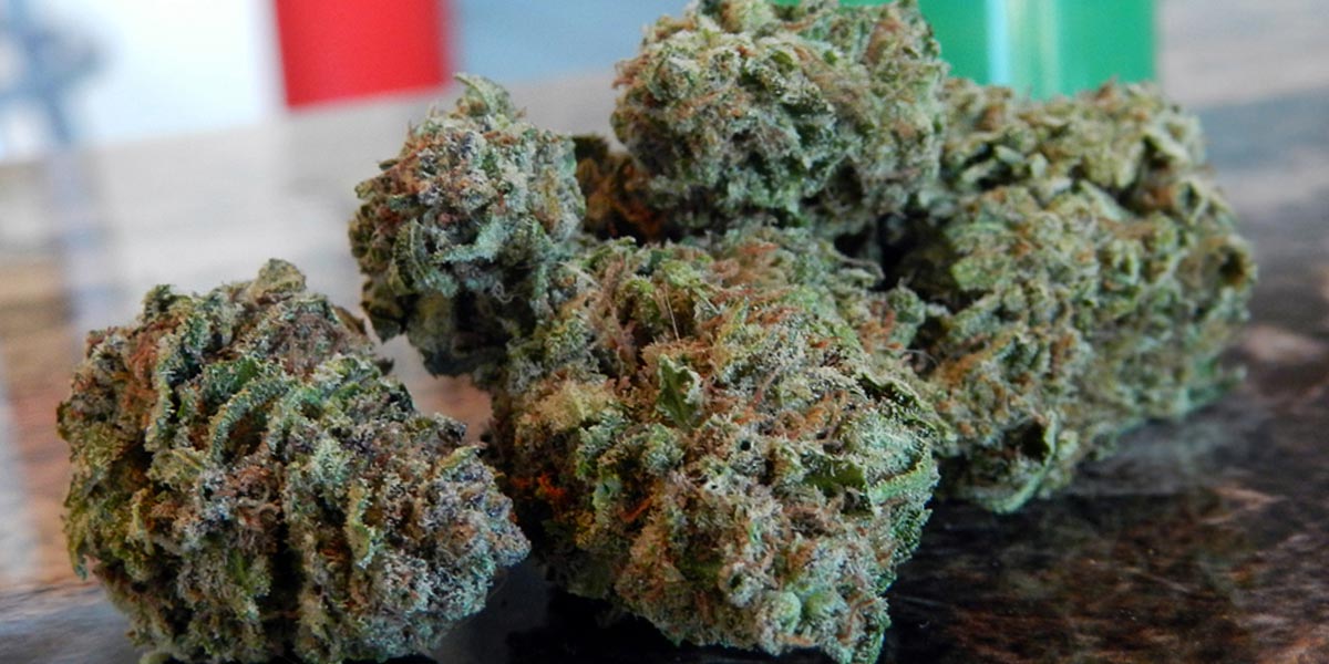 souriez avec la cheese la souche populaire par excellence 4