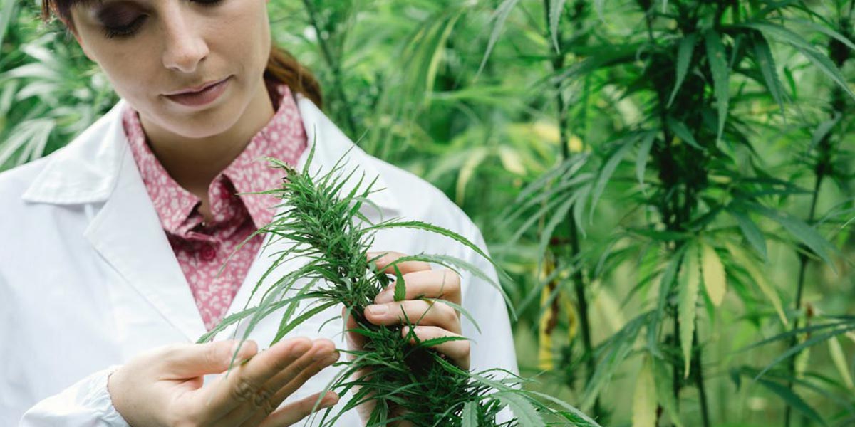 93 des patients préfèrent le cannabis aux antidouleurs 3