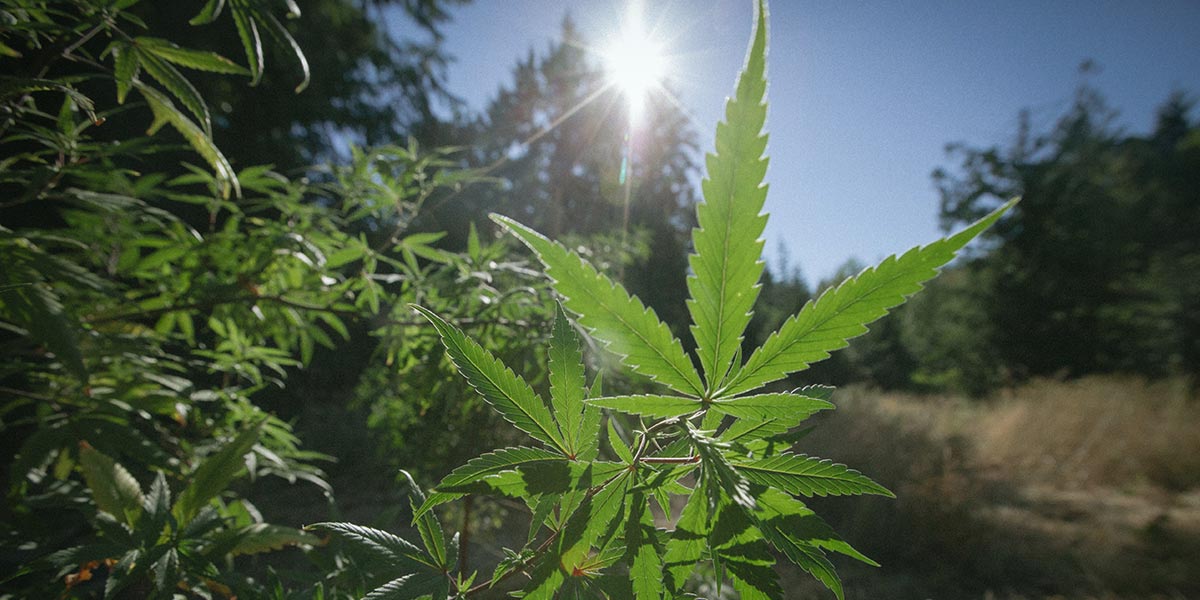 la température adéquate pour une culture optimum 11