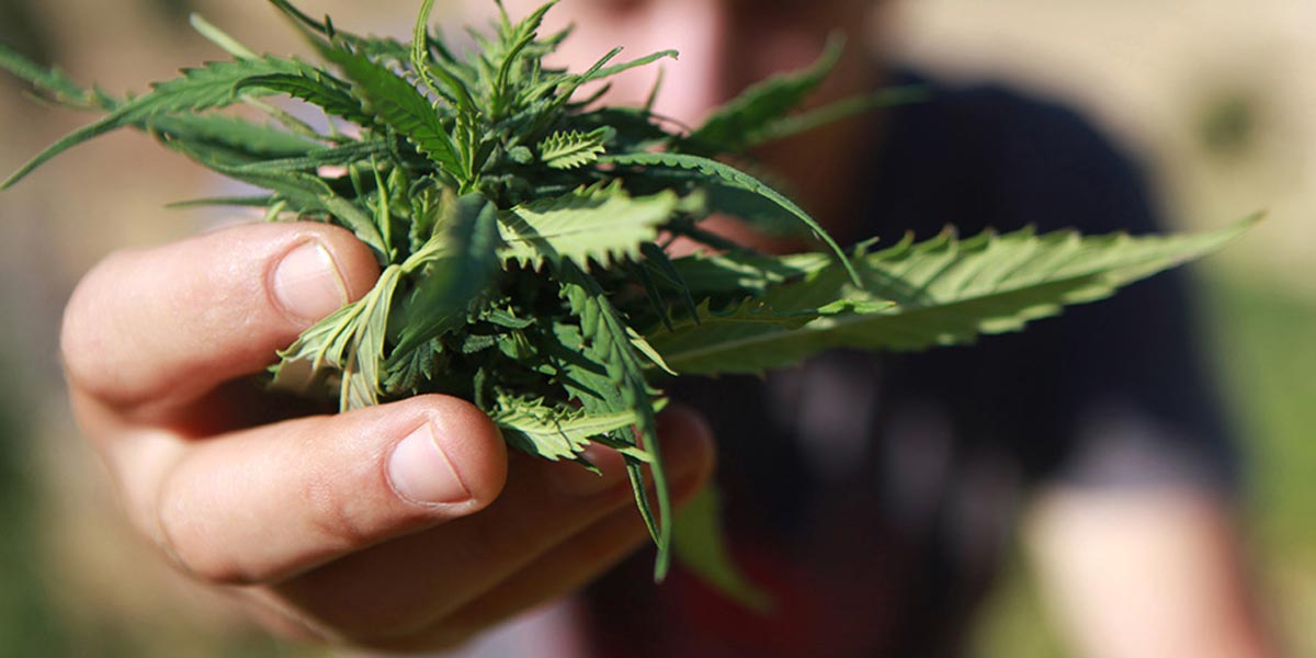 le top des emplois cannabiques recherchés aux États unis 9