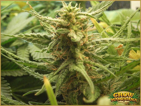 Les souches de cannabis stimulant votre appétit