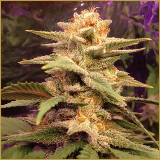 Les souches de cannabis stimulant votre appétit