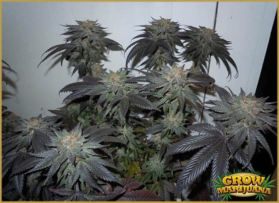 Les souches de cannabis stimulant votre appétit