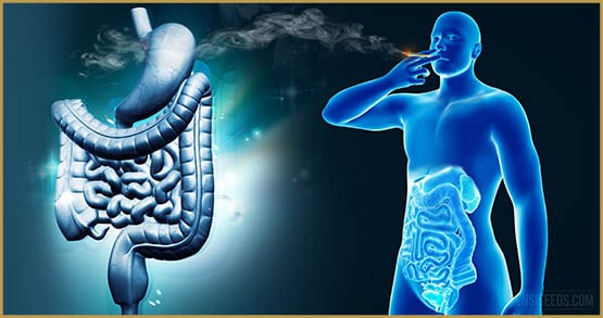 Les souches de cannabis stimulant votre appétit