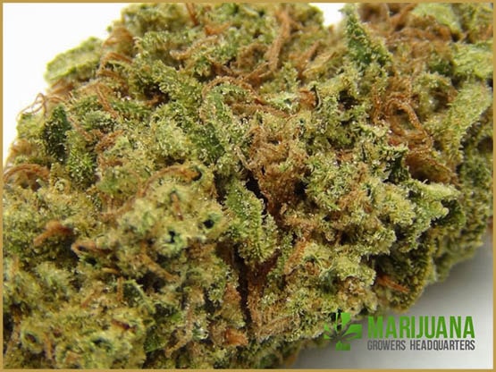 Les souches de cannabis stimulant votre appétit