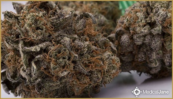 Les souches de cannabis stimulant votre appétit