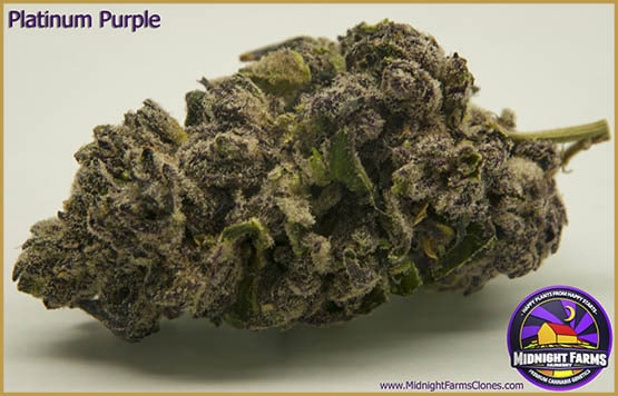 Les souches de cannabis stimulant votre appétit