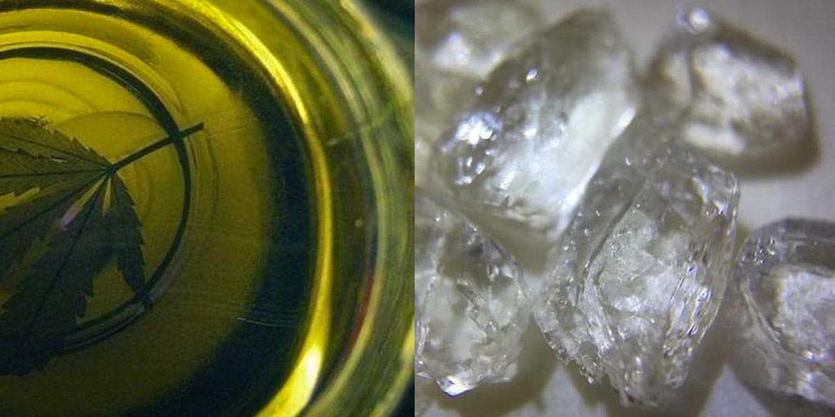 extraits végétaux complets vs isolats de cannabis 6