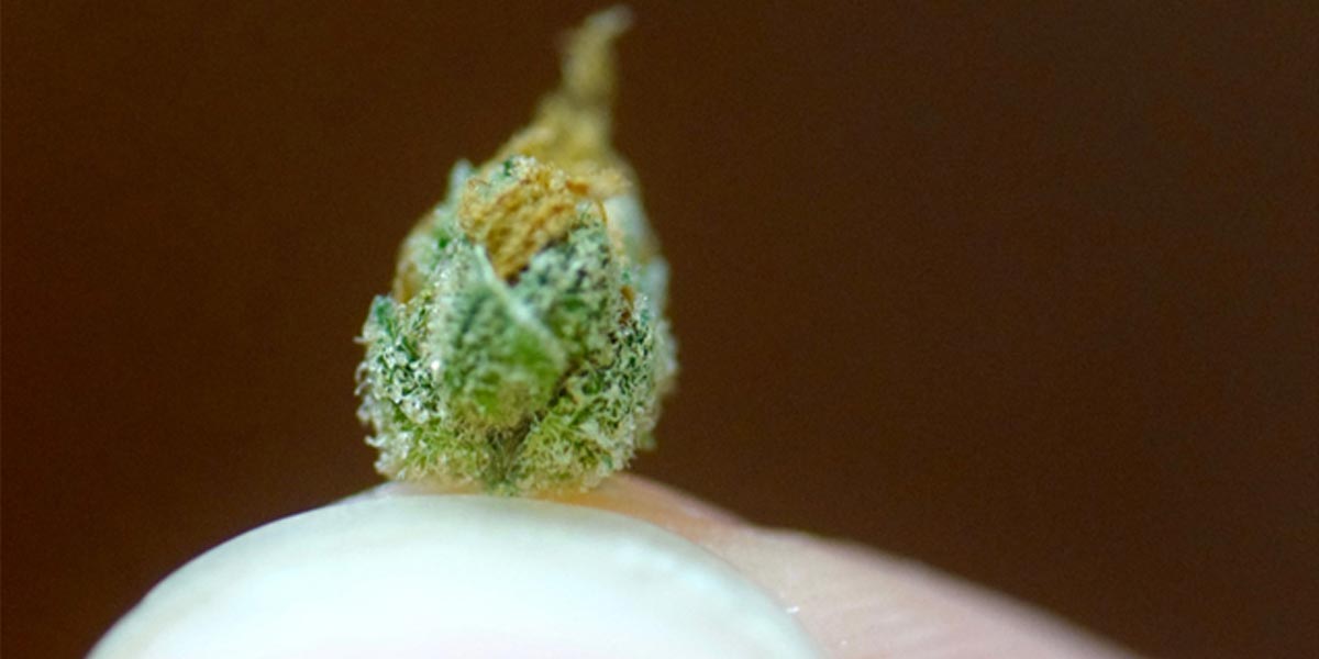 guide pratique du micro dosage de cannabis 9