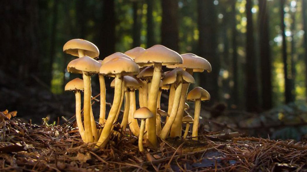 la californie en route pour la légalisation des champignons psychédéliques 6