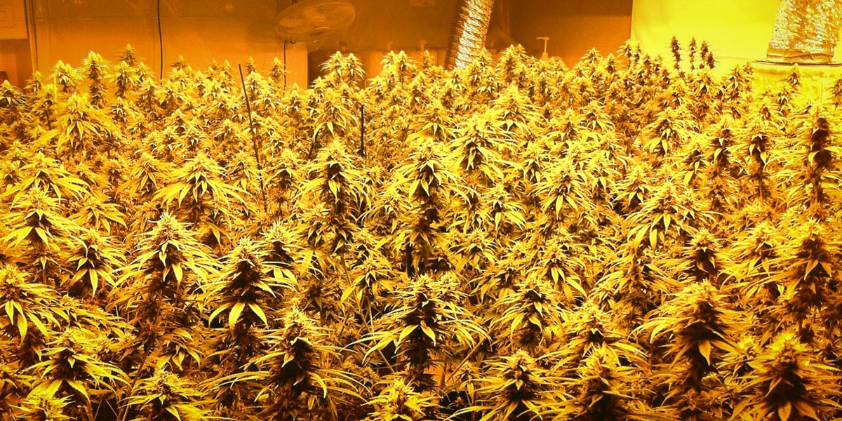 la culture intérieure pendant l été 17