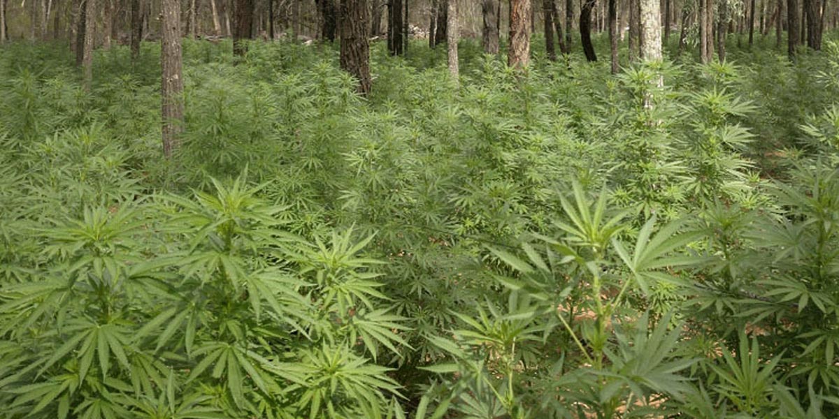 la plantation sauvage en période estivale 16