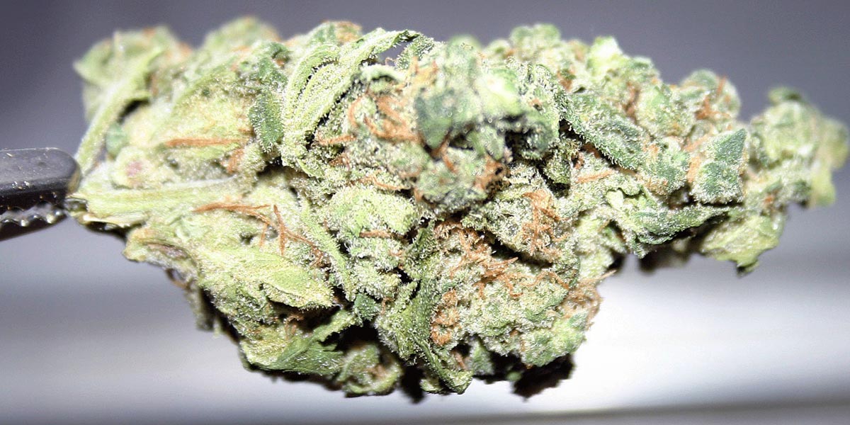 la white russian une sérieuse force de frappe 3