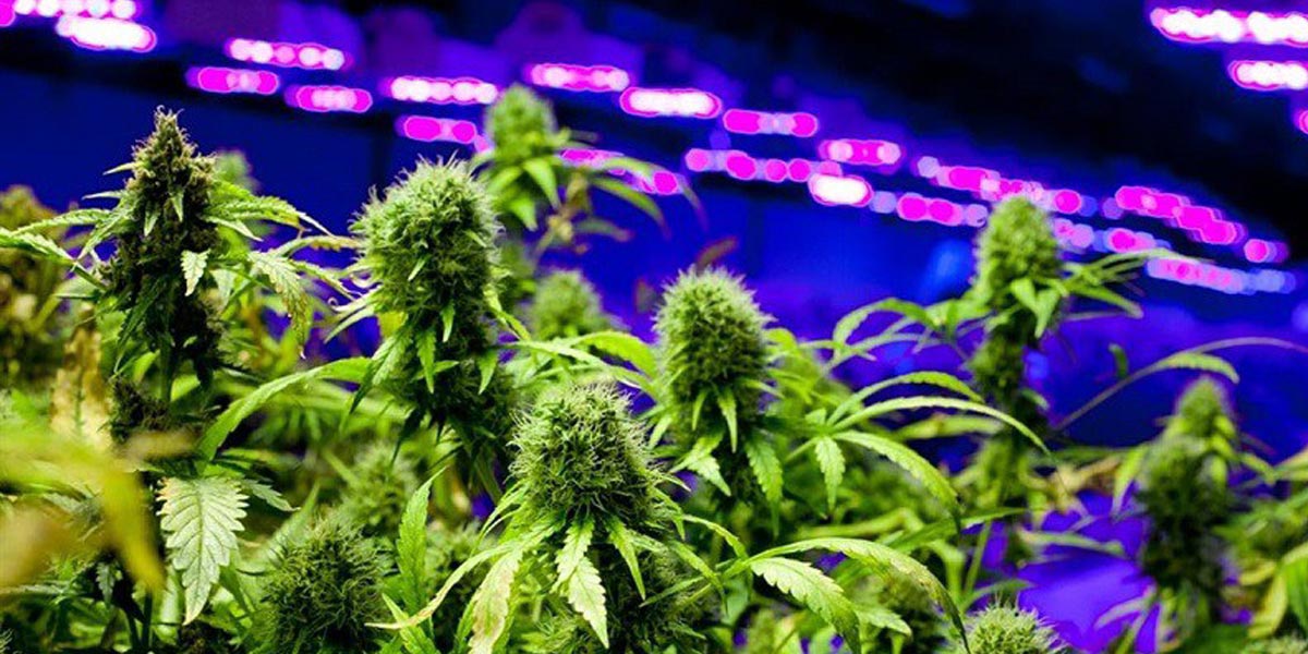 les tendances émergentes dans l industrie du cannabis 8