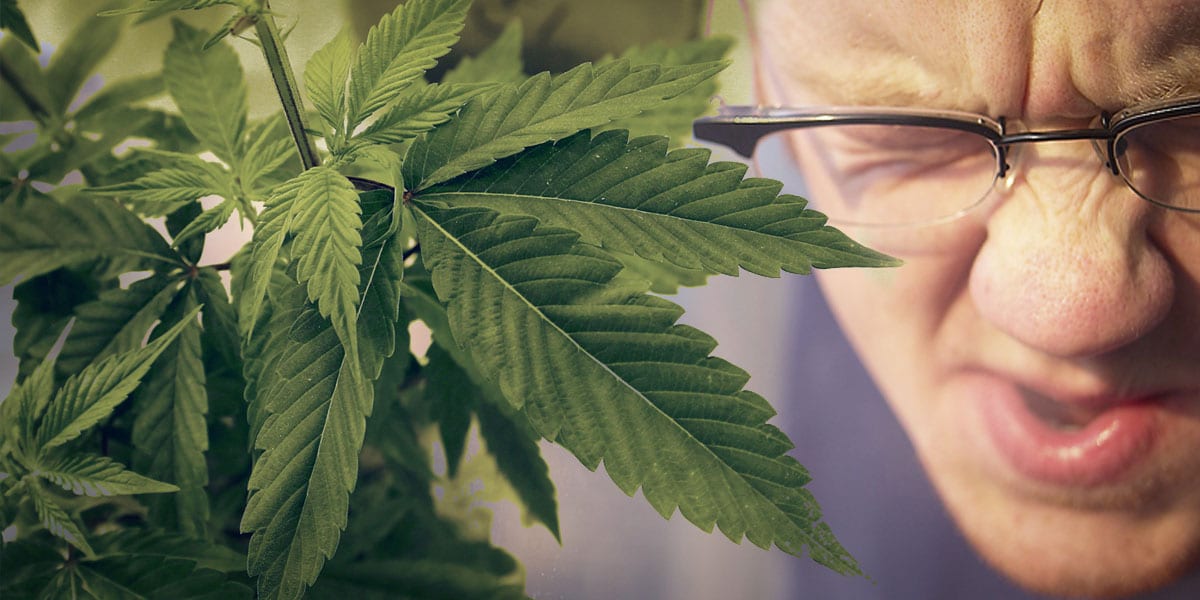 schizophrénie et syndrome de tourette le cbd est très prometteur 5