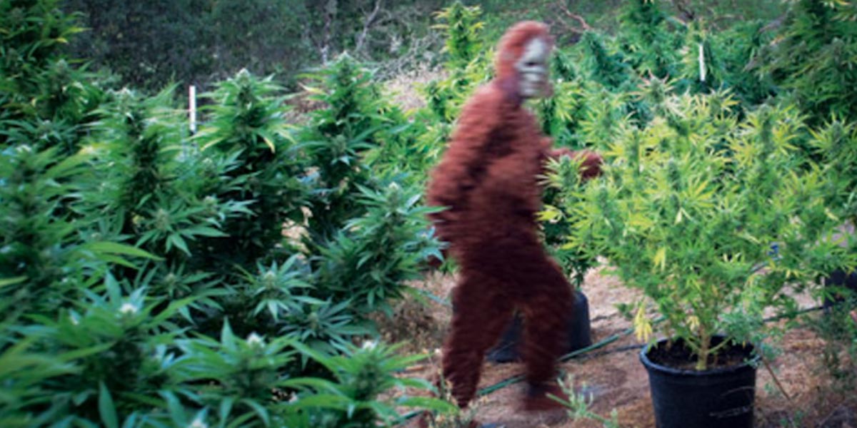 une minorité d américains contre la légalisation 4