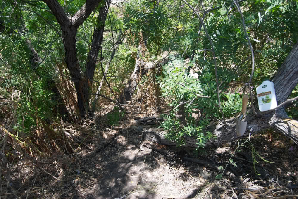 Une nouvelle méthode en Allemagne: Le cannabis pousse dans les arbres !