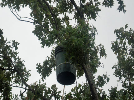 Une nouvelle méthode en Allemagne: Le cannabis pousse dans les arbres !