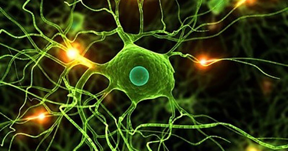 une nouvelle étude israélienne prouve que le cannabis provoque la mort des cellules cancéreuses 4