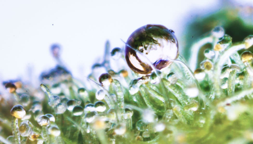 augmenter le nombre de trichomes sur les bourgeons 6