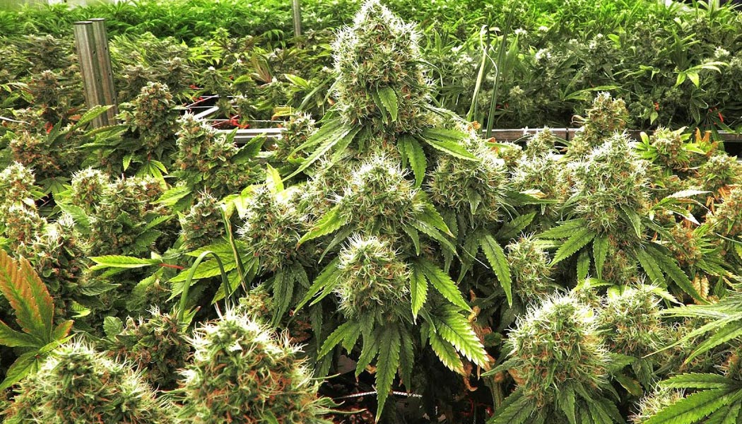 de meilleurs bourgeons avec le rinçage de vos plantes avant la récolte 10