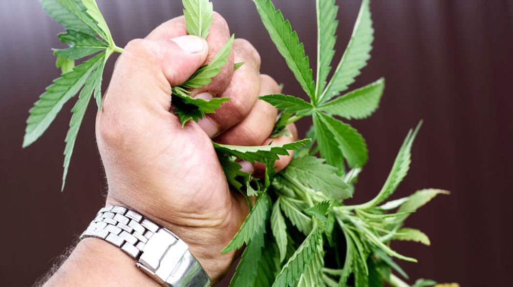 détruire des plantes herbacées